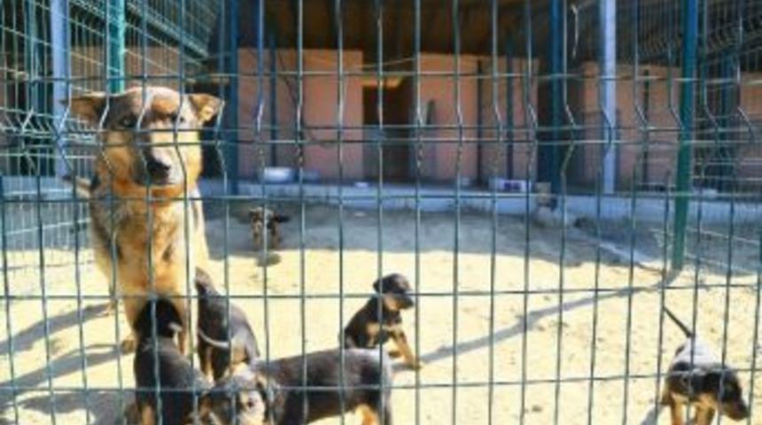 Denizli Belediyesi Sokak Hayvanlarına Sahip &Ccedil;ıkıyor