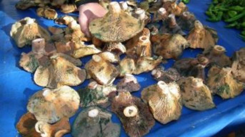 Aydın&lsquo;da Dağ Mantarı Tezgahlarda Yerini Koruyor