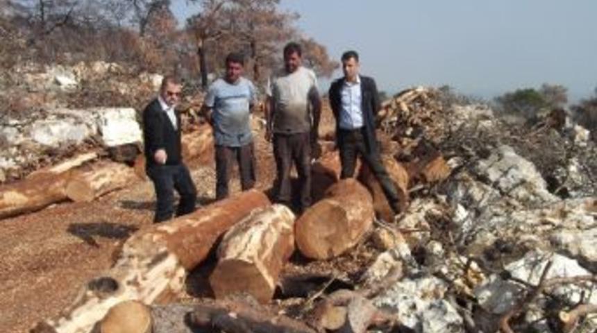 Mersin&rsquo;de Yanan Ormanlar Yeniden Yeşerecek