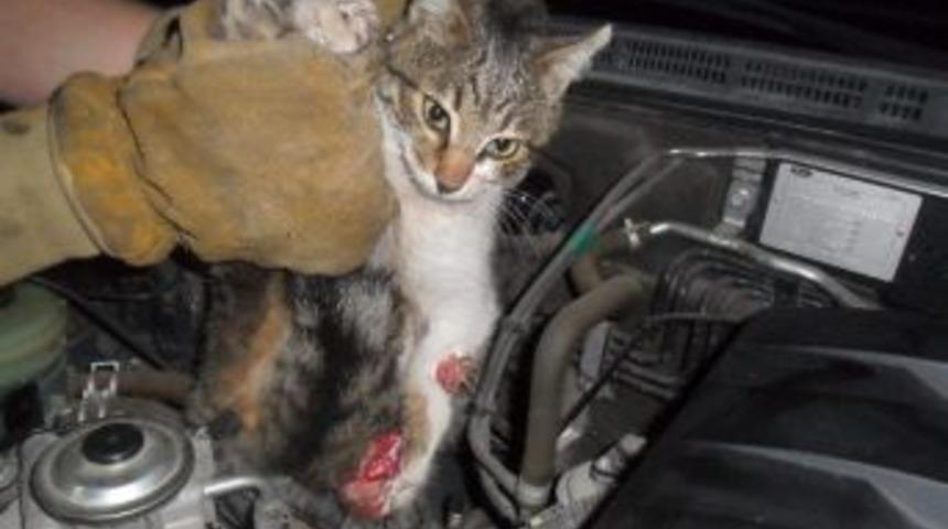 Soğuktan Ka&ccedil;an Kedi Az Daha Canından Oluyordu