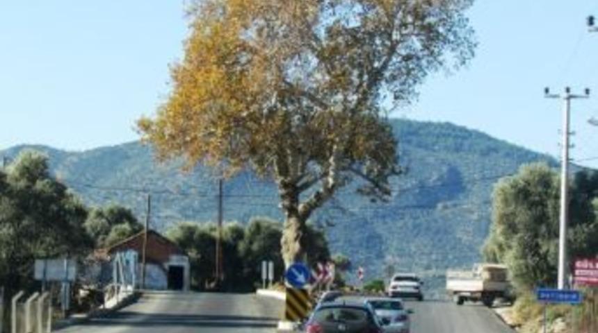 200 Yıllık &Ccedil;ınarı Koruyarak Yolu Genişlettiler