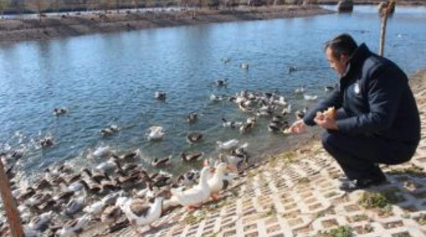 Kızılırmak Nehrindeki Kaz Ve &Ouml;rdekler Belediye G&ouml;revlilerince Besleniyor