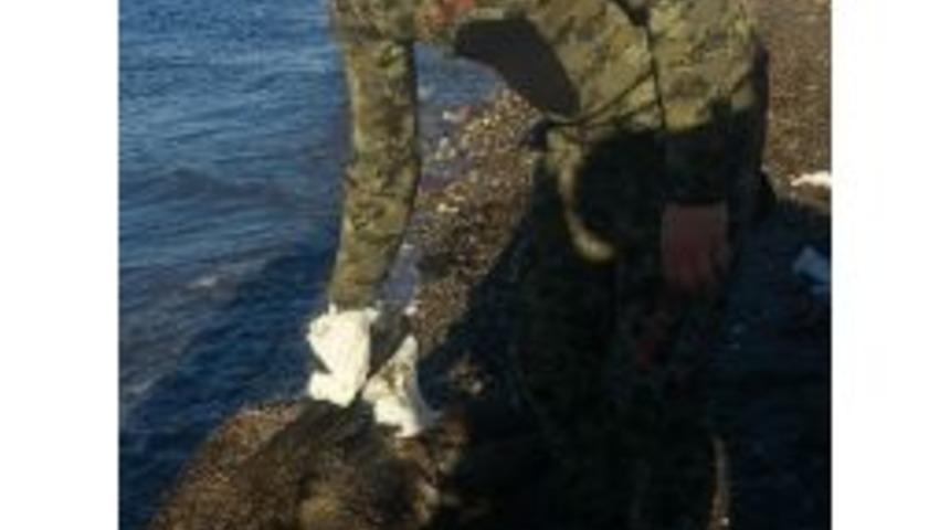 Denizden Domuz &Ccedil;ıktı