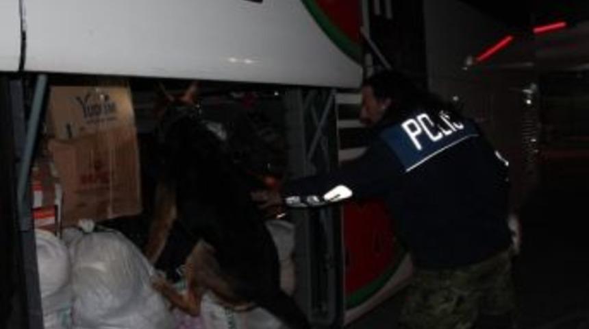 Narkotik K&ouml;peği Ares, Otob&uuml;ste 3 Kilo Kubar Esrar Buldu