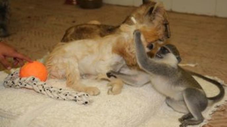 Hayvanat Bah&ccedil;esindeki 'muhteşem D&ouml;rtl&uuml;' Şaşırtıyor