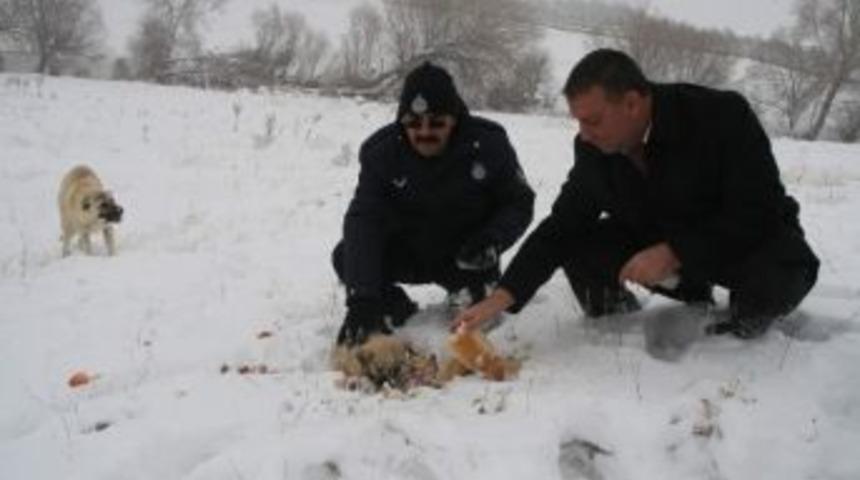 Zabıta, Yaban Hayvanları İ&ccedil;in Doğaya Yiyecek Bıraktı
