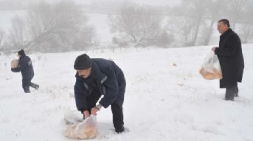 Zabıta, Sokak Ve Yaban Hayvanları I&ccedil;in Doğaya Yiyecek Bıraktı