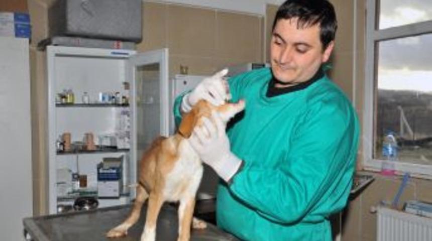 Mamak Hayvan Barınağı Kışa Hazır