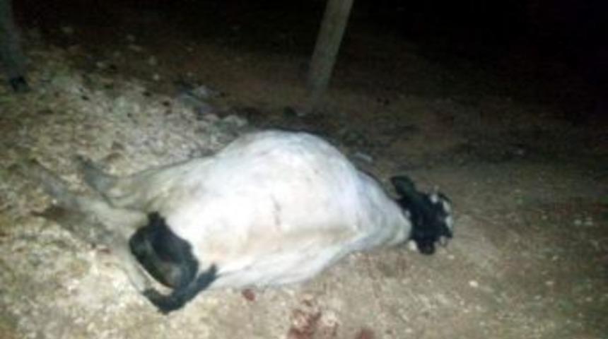 İneğe &Ccedil;arpan S&uuml;r&uuml;c&uuml; Yaralandı