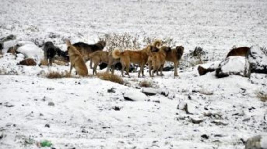 Siverek’teki Kar Yağışı Çocuklara Yaradı