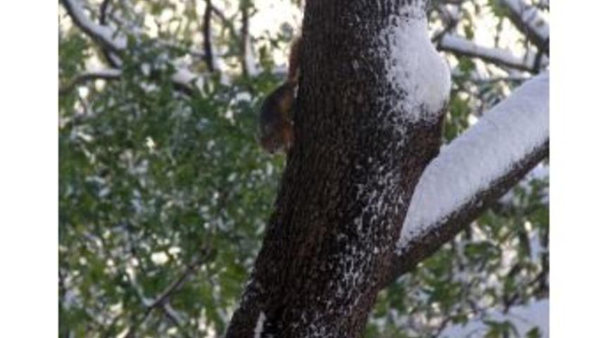 Yıldız Parkı’nda Karda Yemek Arayan Sincaplar Renkli Görüntüler Oluşturdu
