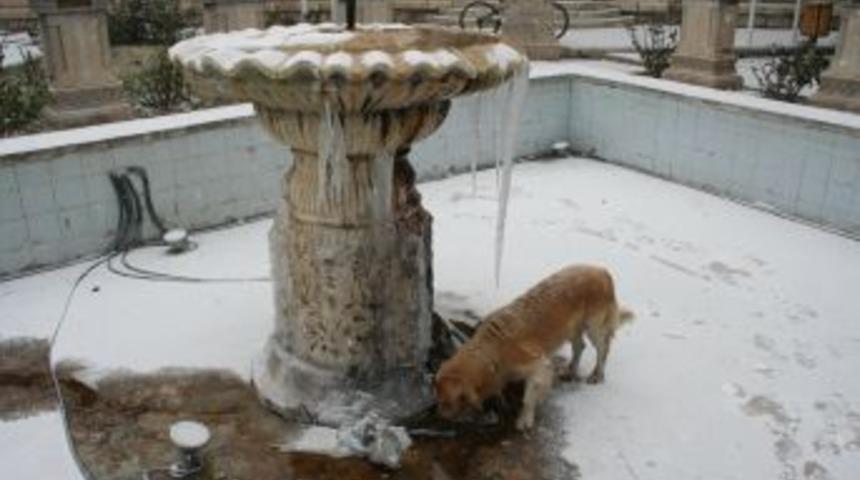 Kış Hayvanların Yaşamını Da Olumsuz Etkiliyor