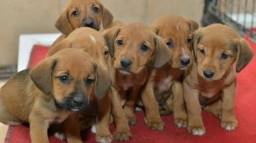 Sokakta Kalan Hayvanlar, Sıcak Yuvaya Yerleştiriliyor