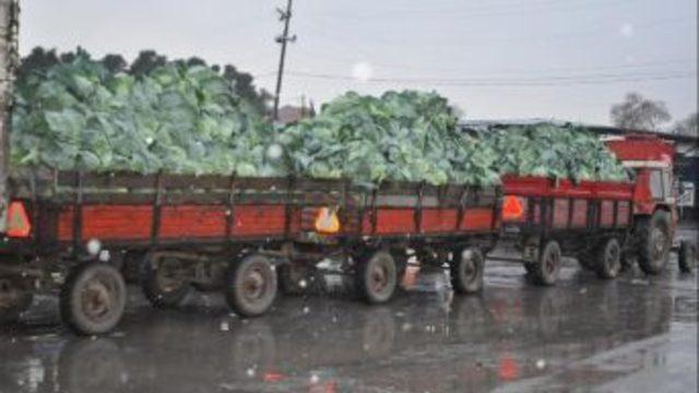 Bafra Ilçesinde Lahana Üretimi