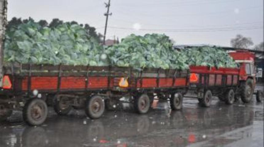 Bafra Il&ccedil;esinde Lahana &Uuml;retimi