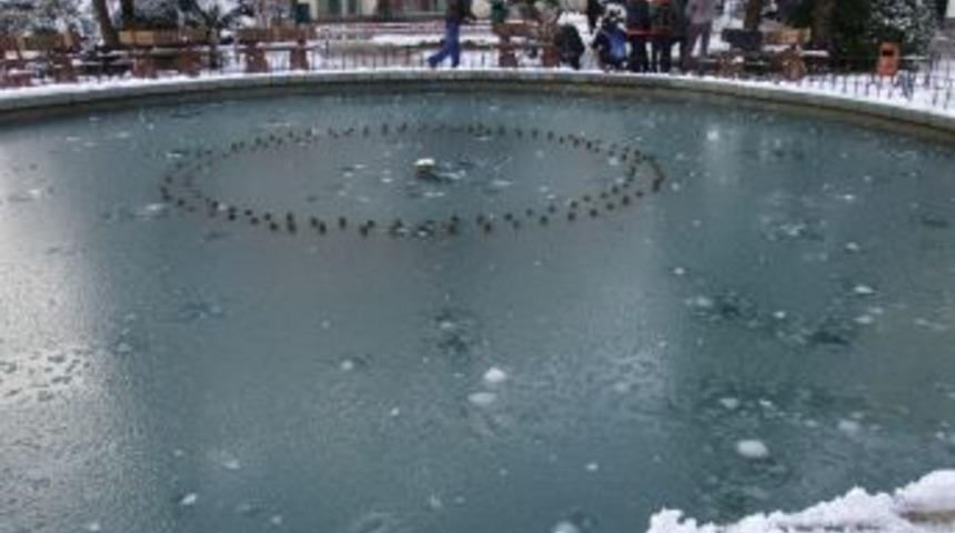 Havuz Buz Tuttu