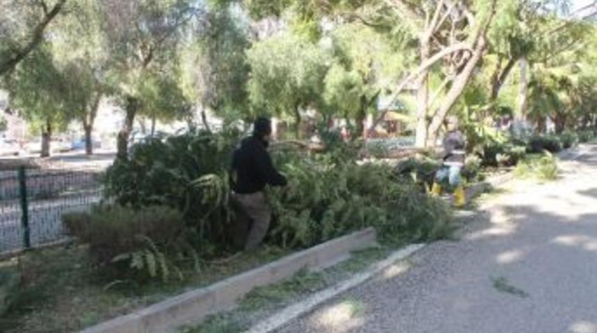 Kumluca&rsquo;da Şiddetli R&uuml;zgar Ağa&ccedil;ları Devirdi