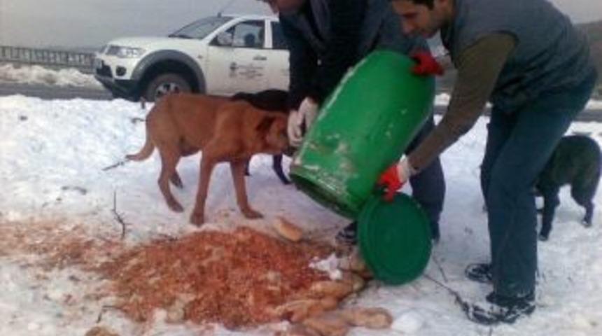Beykoz Belediyesi Sokaktaki Hayvanları Unutmadı