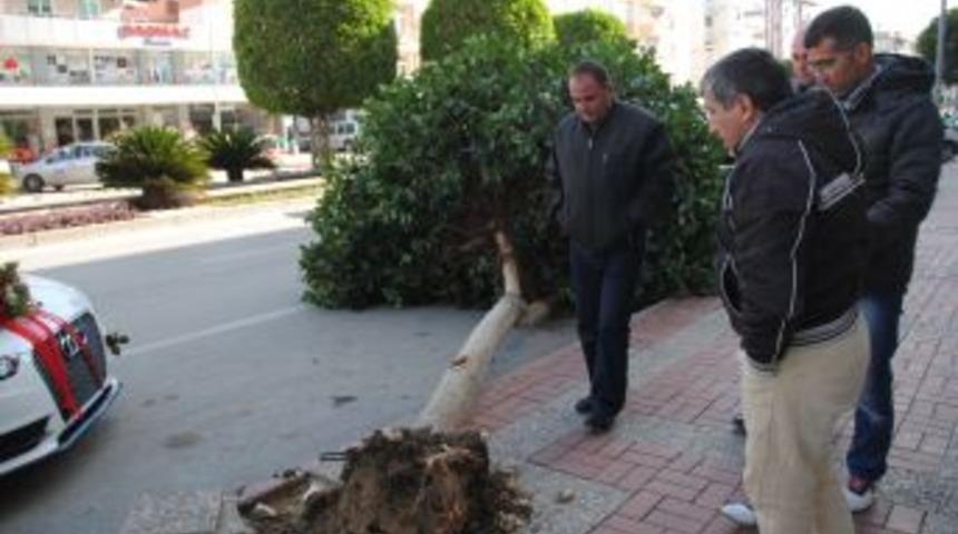 Fırtına Kau&ccedil;uk Ağacını Devirdi