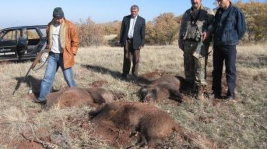 Kırıkkale'de Domuz Ile M&uuml;cadele Başlatıldı