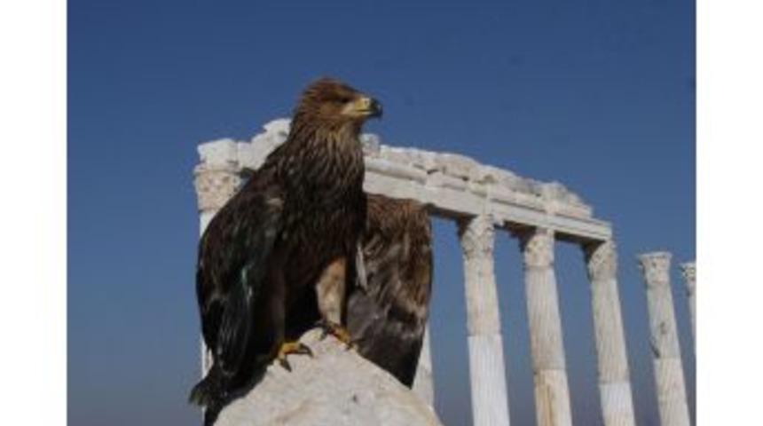 Yaralı Kartal Yavrusu Tedavi Ediliyor