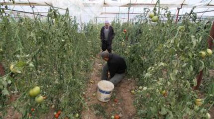 Saatte 65 Kilometre Hızla Esen R&uuml;zgar Seraları Vurdu