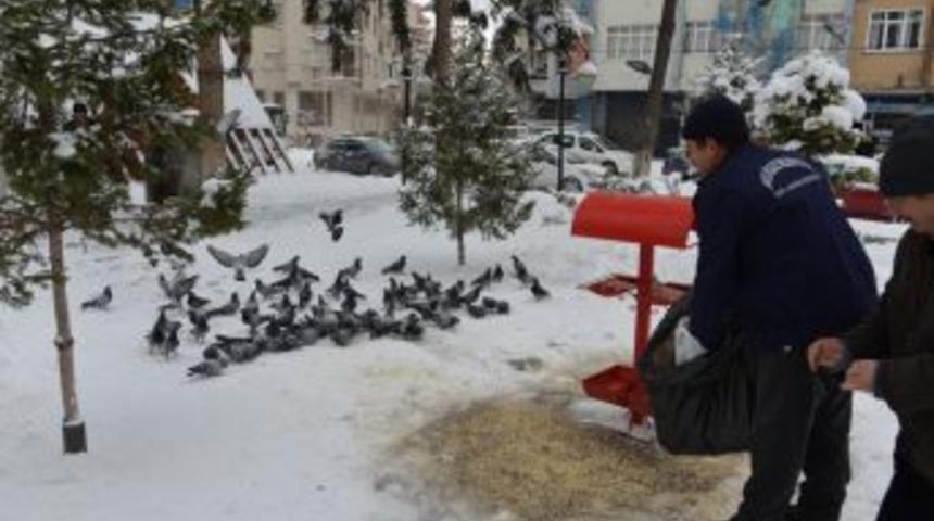 Belediye, Sokak Hayvanları Ve Kuşları Yemledi