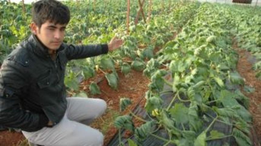 Fırtına Seraları Yıktı