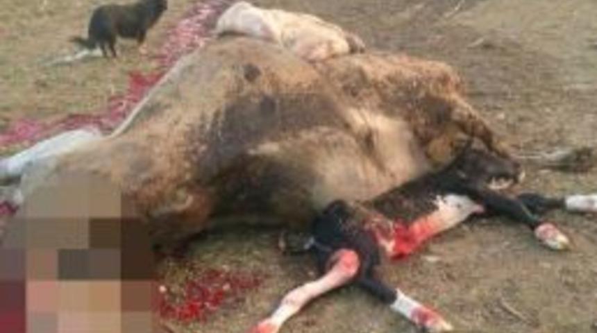 &Ccedil;&ouml;p İ&ccedil;in Yakılan Ateş Ahıra Sı&ccedil;radı, 20 Hayvan Telef Oldu