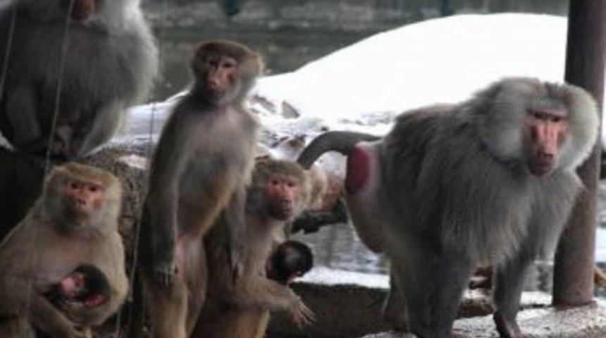 (&ouml;zel Haber) Yavru Maymunun Kar Şaşkınlığı