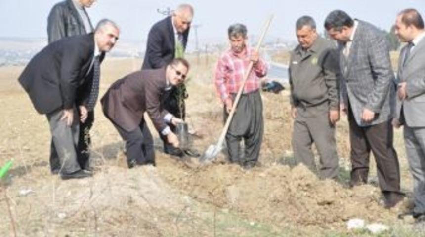 Orman B&ouml;lge Yol Kenarlarına 51 Bin Fidan Dikti