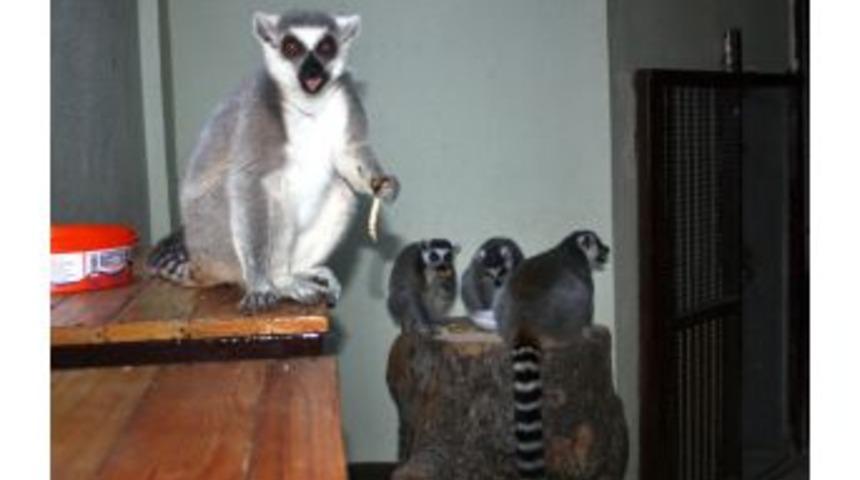 Karı Bursa'da G&ouml;ren Lemurlar, Kaloriferli Odada Kuru &Uuml;z&uuml;mle Besleniyor