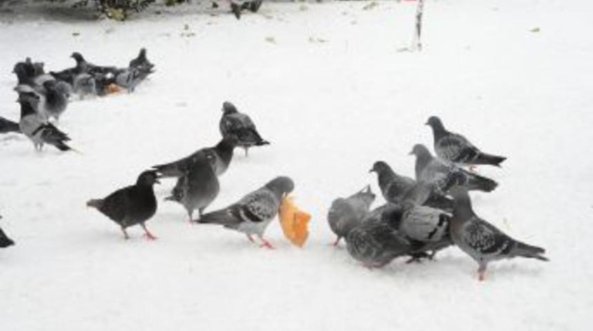 Karda Hayvanlar Da Unutulmadı