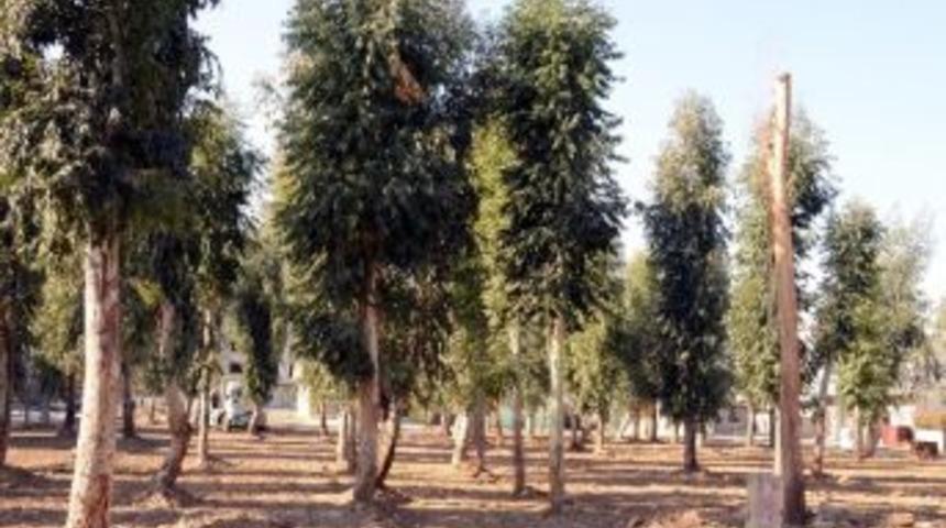 Akdeniz Belediyesi Park &Ccedil;alışmalarına Hız Verdi