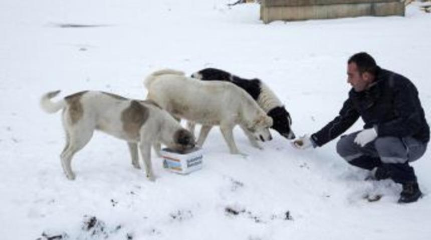 Sokak Hayvanlarına Gıda Takviyesi