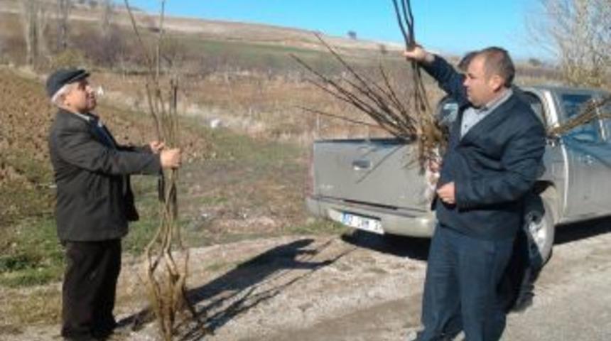 Afyon&rsquo;da Gelir Getirici 25 Bin Fidan Dağıtıldı