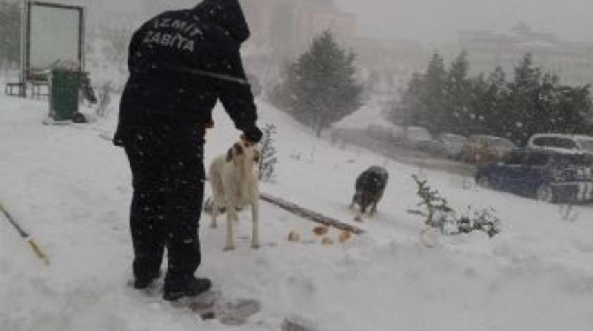 İzmit Belediyesi Hayvanları Unutmadı