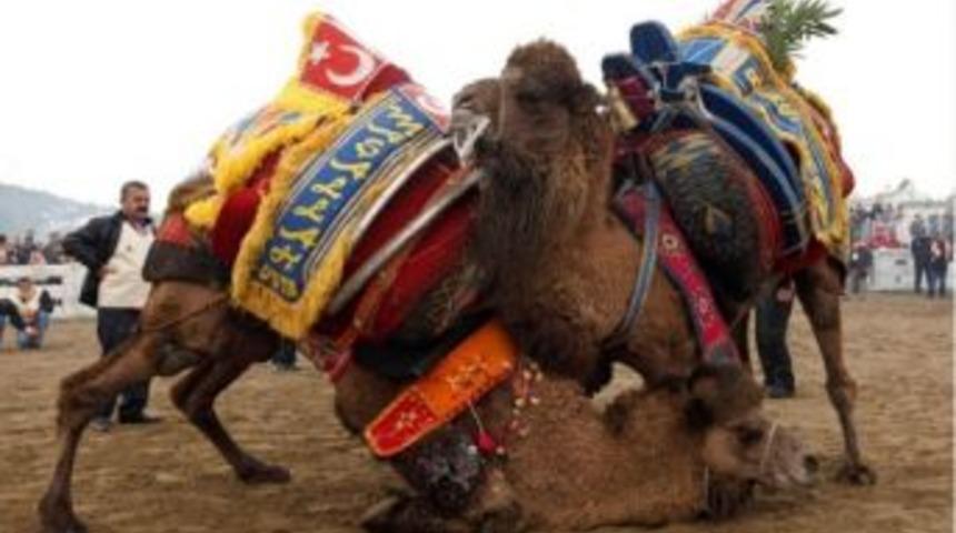 Sel&ccedil;ukluları Deve G&uuml;reşi Heyecanı Sardı