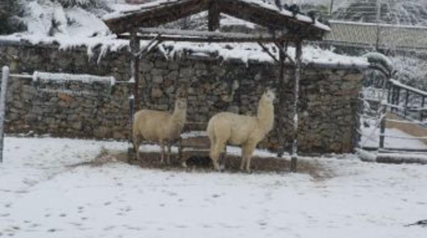 (&ouml;zel Haber) Darıca Hayvanat Bah&ccedil;esi Kışa Hazır