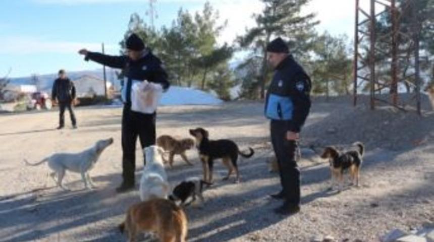 G&ouml;rdes Belediyesi Sokak Ve Yaban Hayvanlarını Unutmadı