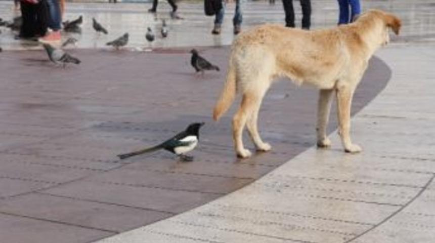 Sakaryalılar Hayvanları Unutmadı