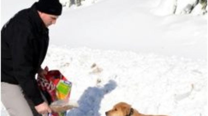 Belediyeden Karda A&ccedil; Kalan Hayvanlara Yiyecek
