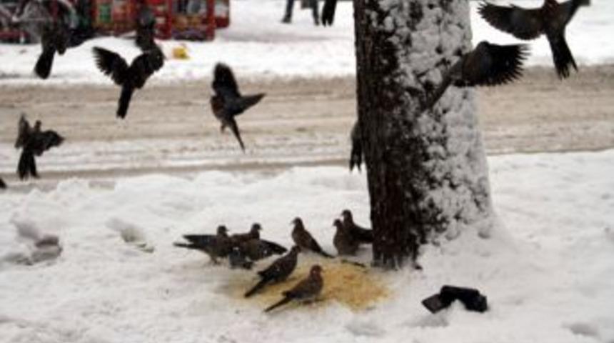 Kumruların A&ccedil;lıkla Imtihanı