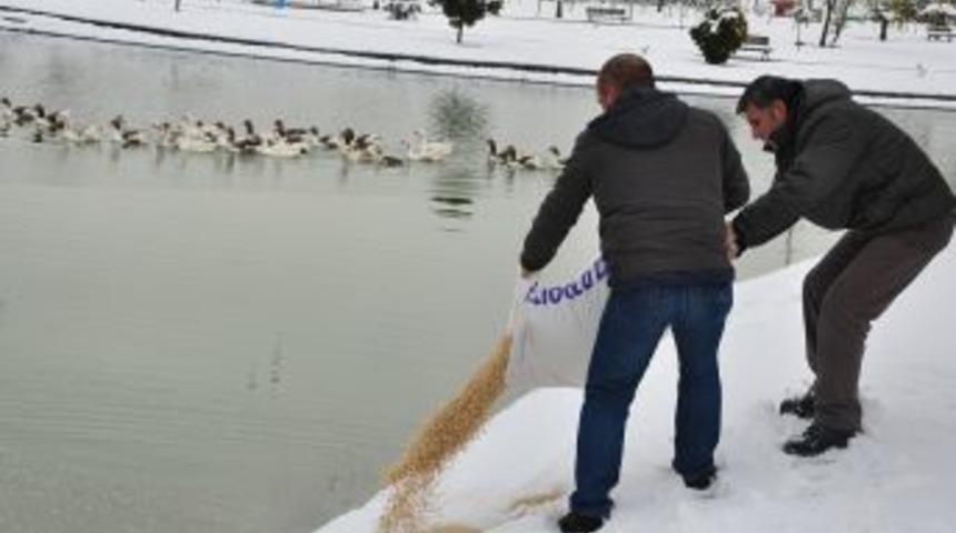 Yaban Hayvanlara Şefkat Eli