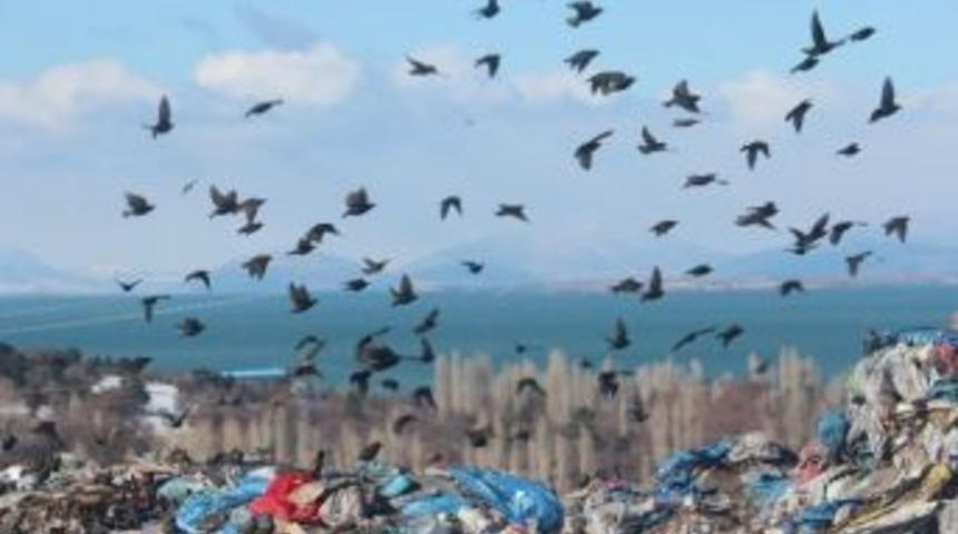 Kuşlar Ve Sokak Hayvanlarının Çöplükte Yaşam Mücadelesi