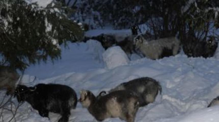 Kurtarılan &Ccedil;oban: Hayvanlarım Bensiz Yapamaz, Gelemem