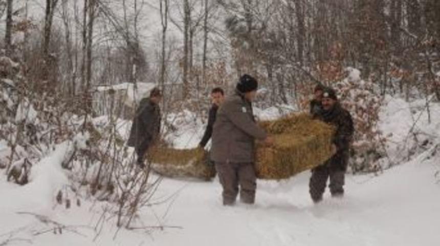Soğuk Kış G&uuml;nlerinde Yaban Hayvanları Unutulmadı