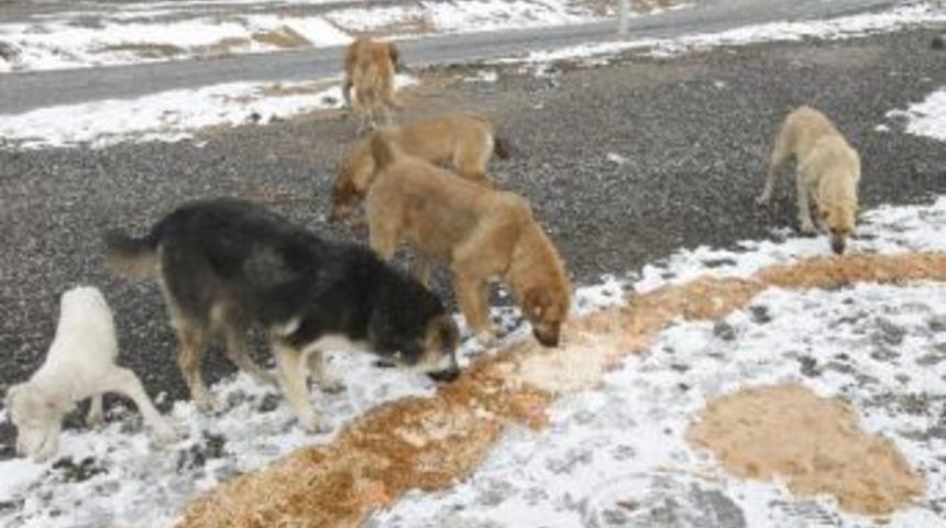 Gebze Belediyesi Sokak Hayvanları İ&ccedil;in Harekete Ge&ccedil;ti