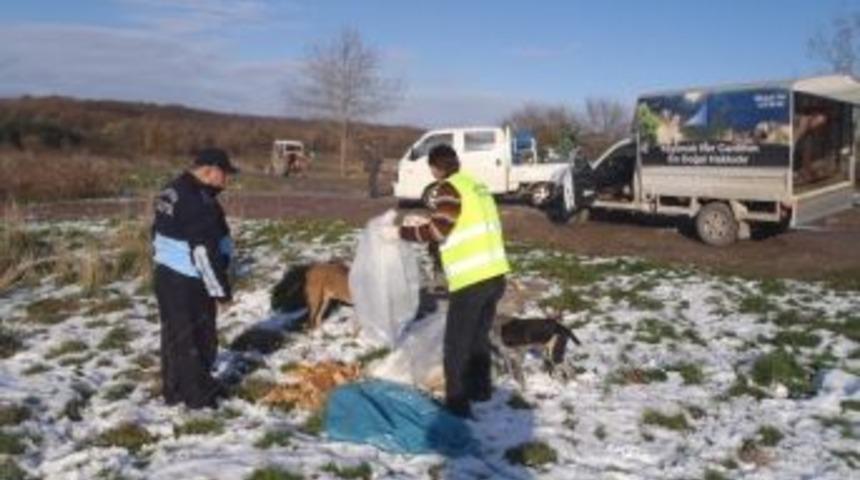 Kartepe Zabıtası Sokak Hayvanlarını Unutmadı