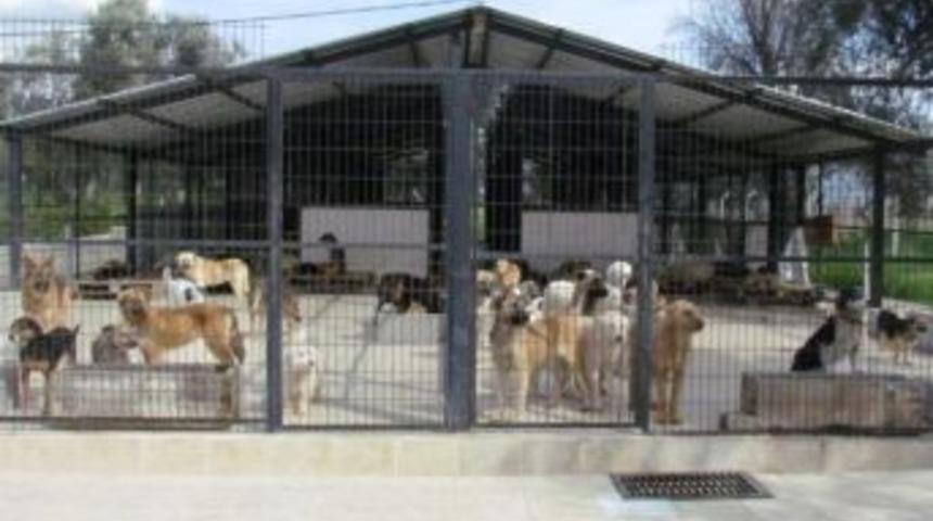 Kayak&ouml;y&rsquo;&uuml;n Başıboş K&ouml;pekleri İ&ccedil;in Kısırlaştırma Ve Aşılama &Ccedil;alışması